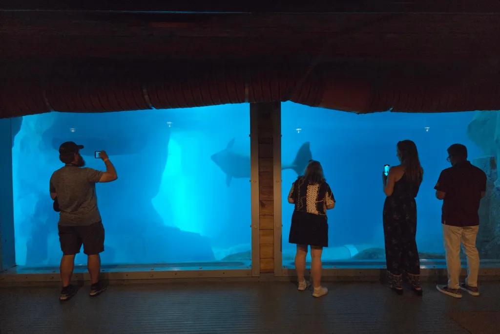 Expedition Odyssey Exit Beluga whales swimming in a tank as people watch and take photos.