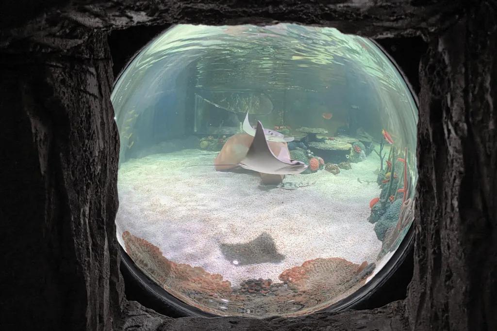 SEA LIFE Florida Circular window to an underwater tank with stingrays swimming around.
