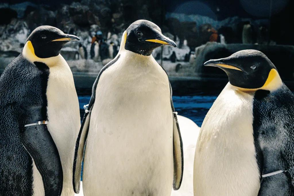 SeaWorld Orlando Three large, heavy penguins stood together in a dark room with snow and ice in it.