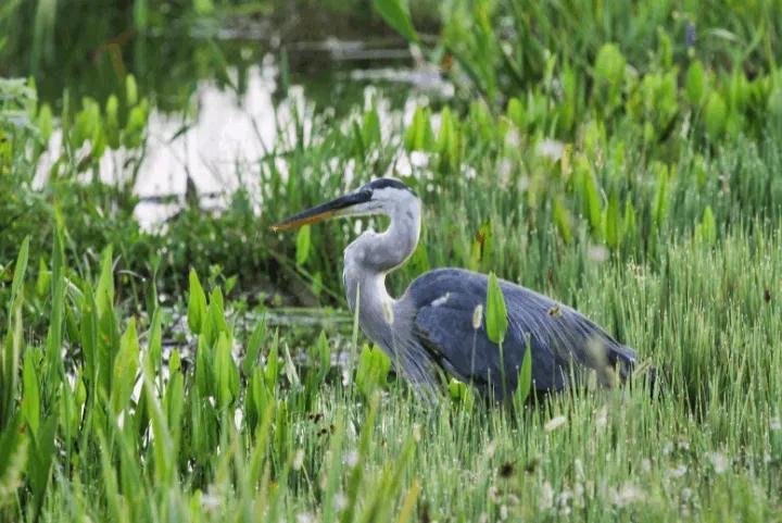 Great blue heron standing in tall marsh grass at Orlando Wetlands Park