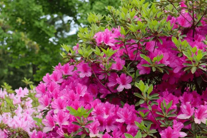 Vibrant pink azalea blooms in full flower against a green wooded backdrop