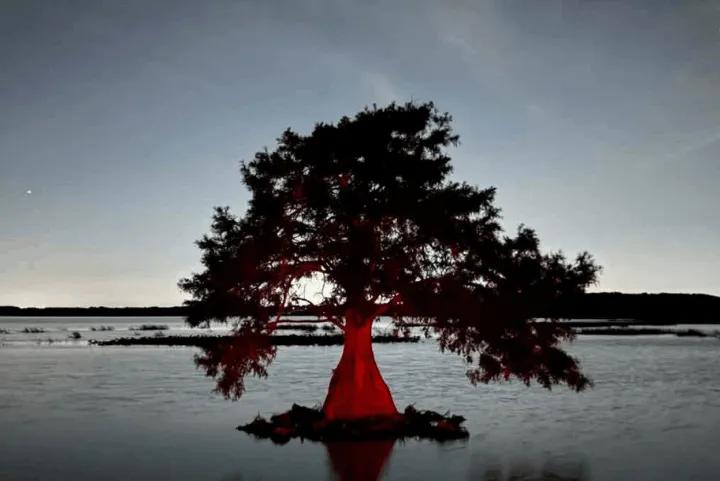 A solitary cypress tree lit up in vivid red stands surrounded by water at night