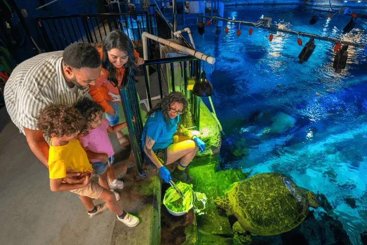 Alt Text: A family watching an aquarium staff member feed a sea turtle