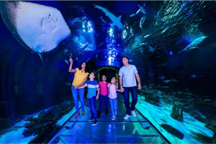 Alt Text: A family walking through an underwater glass tunnel looking at marine life