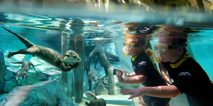 Two children underwater at Freshwater Oasis looking through a glass screen at an otter