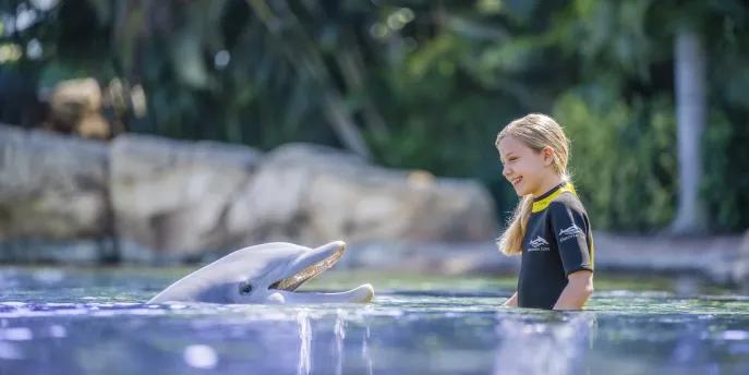 Swimming with Dolphins at Discovery Cove A young girl standing in shallow water in front of a dolphin. She is laughing and wearing a wetsuit