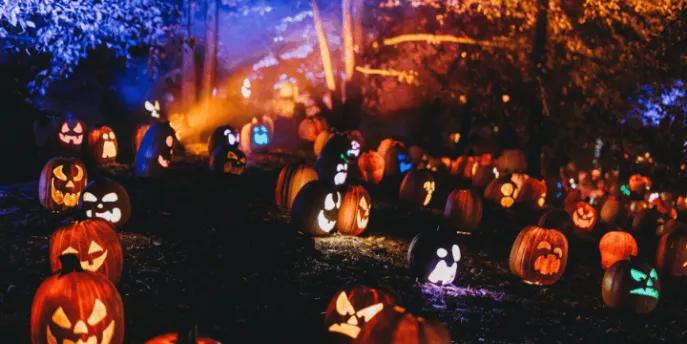 Dozens of carved, glowing jack-o'-lanterns illuminated on a hillside at night