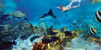 7 Dinge die GRATIS in Ihrem Discovery Cove Ticket inkludiert sind