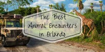 Discover the Best Animal Encounters in Orlando Discover the Best Animal Encounters in Orlando