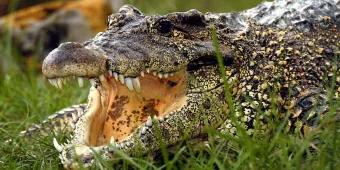 Unser Monats-Highlight: Erleben Sie hautnah Alligatoren im Gatorland!