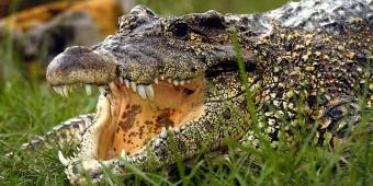 Unser Monats-Highlight: Erleben Sie hautnah Alligatoren im Gatorland! Unser Monats-Highlight: Erleben Sie hautnah Alligatoren im Gatorland!