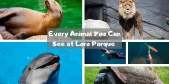 Every Animal You Can See at Loro Parque in Tenerife 
