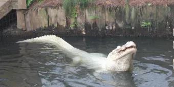 Up-Close With Gatorland’s White Gators