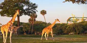 Changes Under Way at Busch Gardens