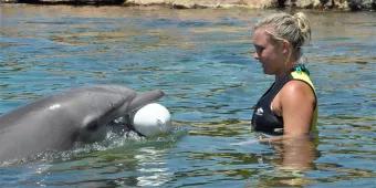 Discovery Cove dolphin Cindy Delivers a Marriage Proposal