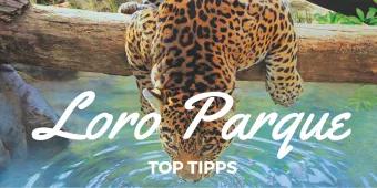 Loro Parque Teneriffa: 5 Highlights, die Sie nicht verpassen sollten!