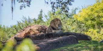 6 Fun Ways to Experience the Lion King at Walt Disney World 
