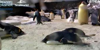 Watch 24 Hour SeaWorld Penguin Cam!