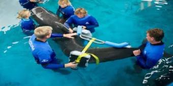 Aktuelles vom SeaWorld & Busch Gardens Conservation Fund Aktuelles vom SeaWorld & Busch Gardens Conservation Fund