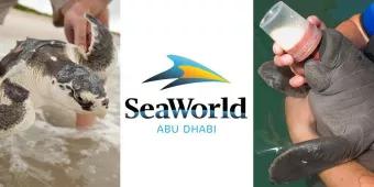 SeaWorld fasst Fuß in den Vereinigten Arabischen Emiraten! SeaWorld fasst Fuß in den Vereinigten Arabischen Emiraten!