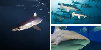 Sharks of Florida Sharks of Florida