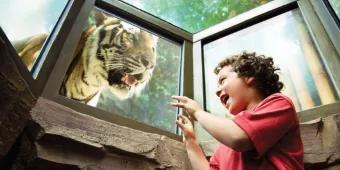 Breaking News!!! Neuer Rollercoaster Tigris in Busch Gardens! Breaking News!!! Neuer Rollercoaster Tigris in Busch Gardens!