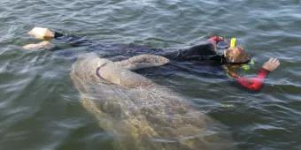 Schwimmen mit Manatis Schwimmen mit Manatis