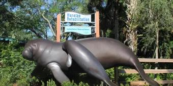 It’s Manatee-Time at SeaWorld! It’s Manatee-Time at SeaWorld!