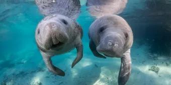 florida manatee festival