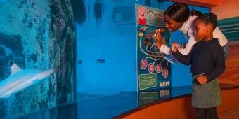 Peppa's Aquarium Adventure A mother and child wave to fish in a tank at SEA LIFE London