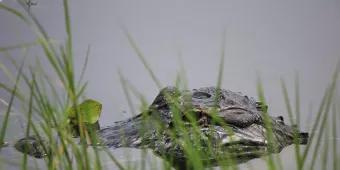 An alligator head emerging from lake water behind some reeds