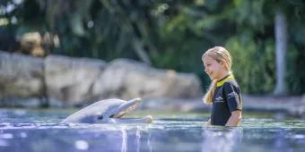 A young girl standing in shallow water in front of a dolphin. She is laughing and wearing a wetsuit