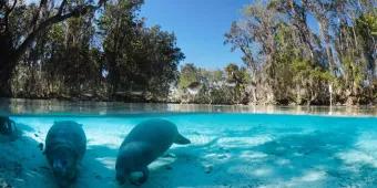 Manatees in Florida Two manatees in the crystal clear water which is surrounded either side by tall trees.
