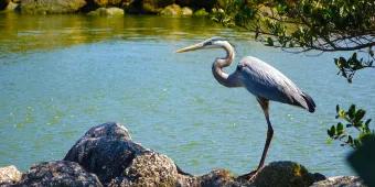 A great blue heron standing on some rocks on the shore of a lake