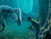 Jetzt neu: Forbidden Forest in den Harry Potter Warner Bros. Studios Jetzt neu: Forbidden Forest in den Harry Potter Warner Bros. Studios