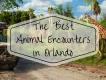 Discover the Best Animal Encounters in Orlando Discover the Best Animal Encounters in Orlando