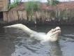 Up-Close With Gatorland’s White Gators Up-Close With Gatorland’s White Gators