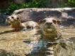 Meet Discovery Cove’s OTHER Residents Meet Discovery Cove’s OTHER Residents