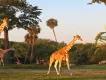 Changes Under Way at Busch Gardens Changes Under Way at Busch Gardens