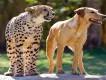 Busch Gardens' Mtani and Kasi – The Cutest Friends! Busch Gardens' Mtani and Kasi – The Cutest Friends!