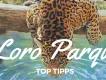 Loro Parque Teneriffa: 5 Highlights, die Sie nicht verpassen sollten!