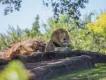 6 Fun Ways to Experience the Lion King at Walt Disney World  6 Fun Ways to Experience the Lion King at Walt Disney World