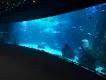 HUGE New Aquarium Opens in Gran Canaria HUGE New Aquarium Opens in Gran Canaria