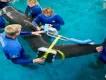 Aktuelles vom SeaWorld & Busch Gardens Conservation Fund Aktuelles vom SeaWorld & Busch Gardens Conservation Fund