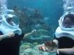 SeaVenture: What You Need to Know! SeaVenture: What You Need to Know!