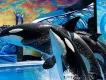 Shamu Up Close Shamu Up Close