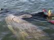 Schwimmen mit Manatis Schwimmen mit Manatis