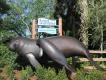 It’s Manatee-Time at SeaWorld! It’s Manatee-Time at SeaWorld!