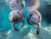 florida manatee festival florida manatee festival