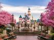 Disneyland Resort in California A pathway lined with pink-flowered trees leading to a statue of Walt Disney and Mickey Mouse in front of Sleeping Beauty Castle